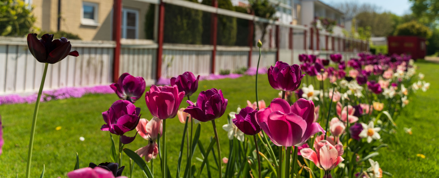 En blomsterbädd med lila och rosa tulpaner och flera blommor i bakgrunden. Bakom tulpanerna syns radhus och en trädgård. Solen skiner och himlen är blå.