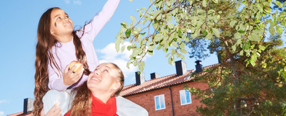 Ett barn sitter på en kvinnas axlar och plockar äpplen.